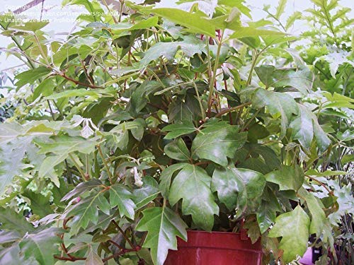 Grape Ivy (Cissus Rhombifolia) - 5 Live Plants in 4 Inch Pots - Easy Care Indoor Houseplant Vine for Home Decor, Office & Hanging Baskets