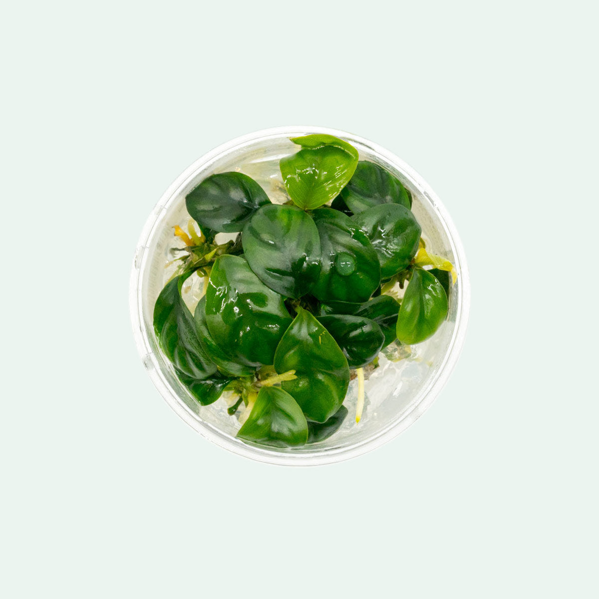 Anubias Barteri Coffeefolia Live Aquarium Plant - Low Light Freshwater Aquatic Plant for Fish Tanks, Aquascaping & Terrariums