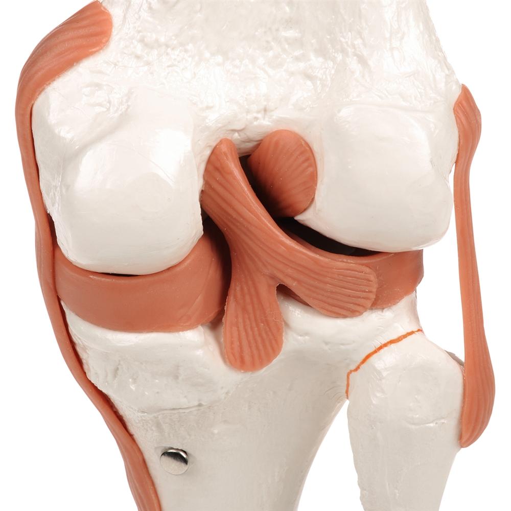 Functional Knee Joint Model - Anatomical Medical Teaching Aid for Students & Professionals | Ideal for Classroom, Lab & Home Study