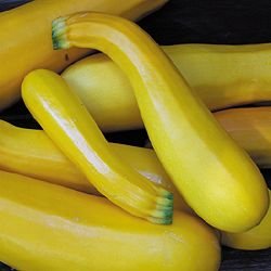 Todd's Seeds - Non-GMO Golden Zucchini Summer Squash Heirloom Seeds - 7g Seed Packet for Home Gardening, Organic Vegetables & Fresh Salads