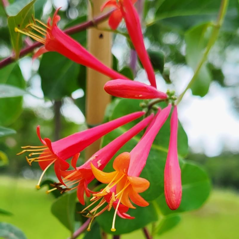 Dropmore Scarlet Honeysuckle Plant Live - Fragrant Climbing Vine with 2.5 Inch Pot | Perfect for Garden Trellis, Fence Covering & Attracting Hummingbirds