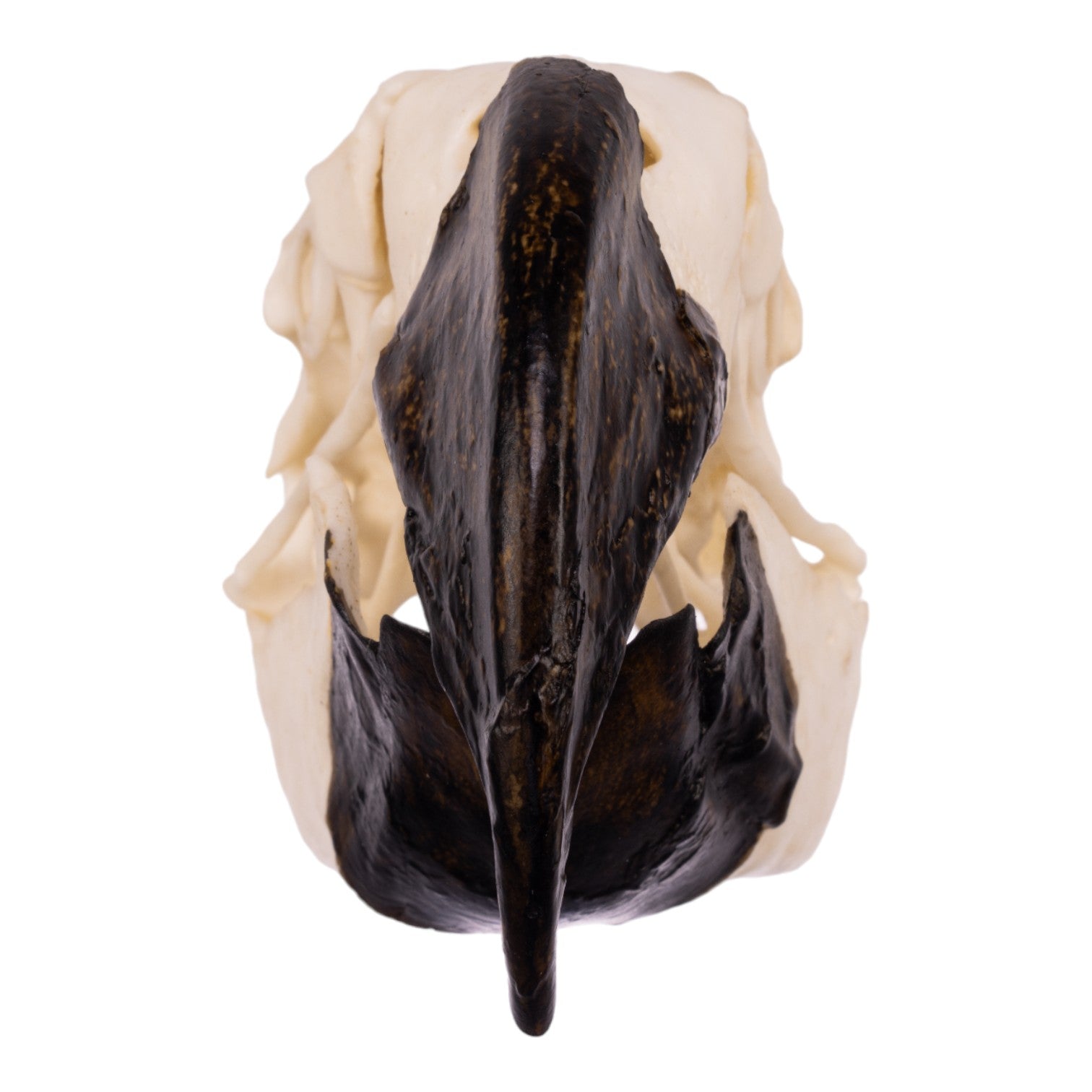 Authentic Replica Hyacinth Macaw Skull - Lifelike Bird Skull Model for Home Decor, Halloween Props & Educational Displays