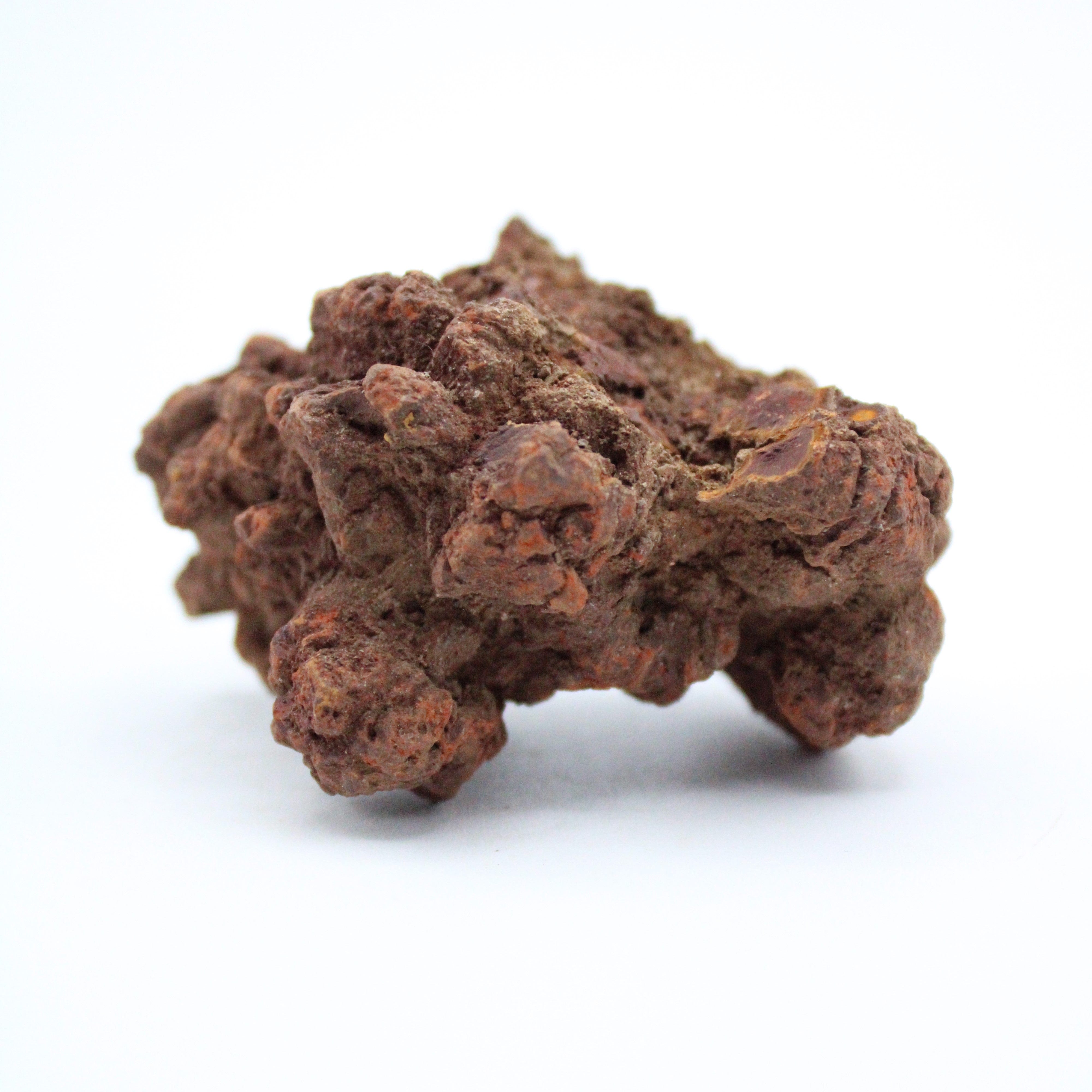 Authentic Coprolite Fossil Specimen - Dinosaur Poop Fossil for Collectors & Science Enthusiasts - Perfect for Educational Displays & Paleontology Gifts