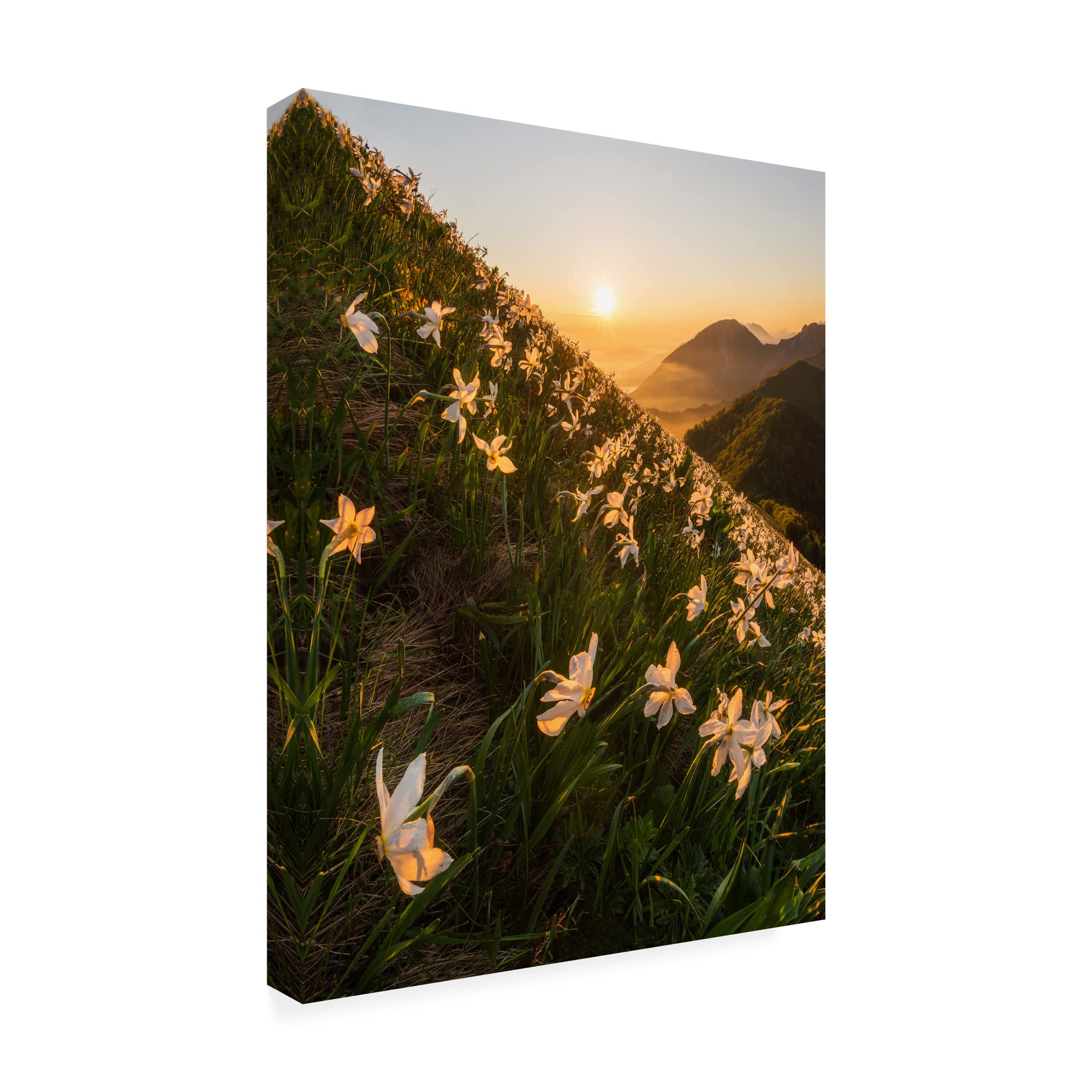 Trademark Fine Art 'Daffodils' by Ales Krivec - Stretched Canvas Wall Art for Living Room, Bedroom & Office Decor