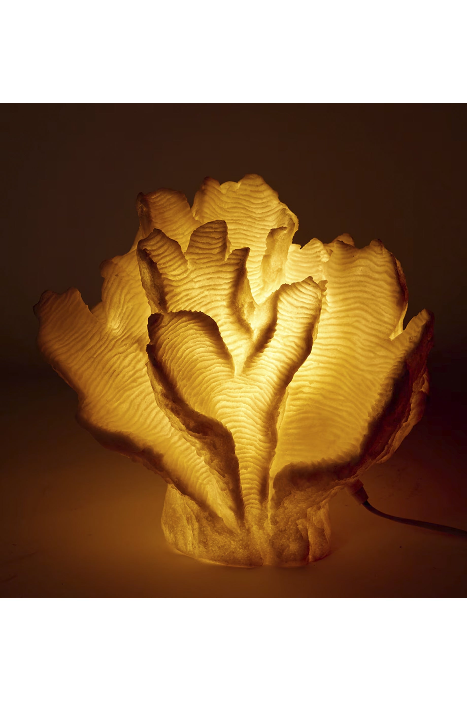 Husk Coral Leaf White - Natural Dried Palm Leaves for Home Decor, Wedding Centerpieces & Boho Style Room Decorations