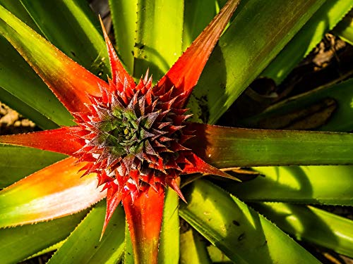 20x30 Inch Laminated Pineapple Fruit Poster - Vibrant Tropical Wall Art for Home & Office Decor - Perfect for Living Room, Bedroom, Kitchen & Dorm Room