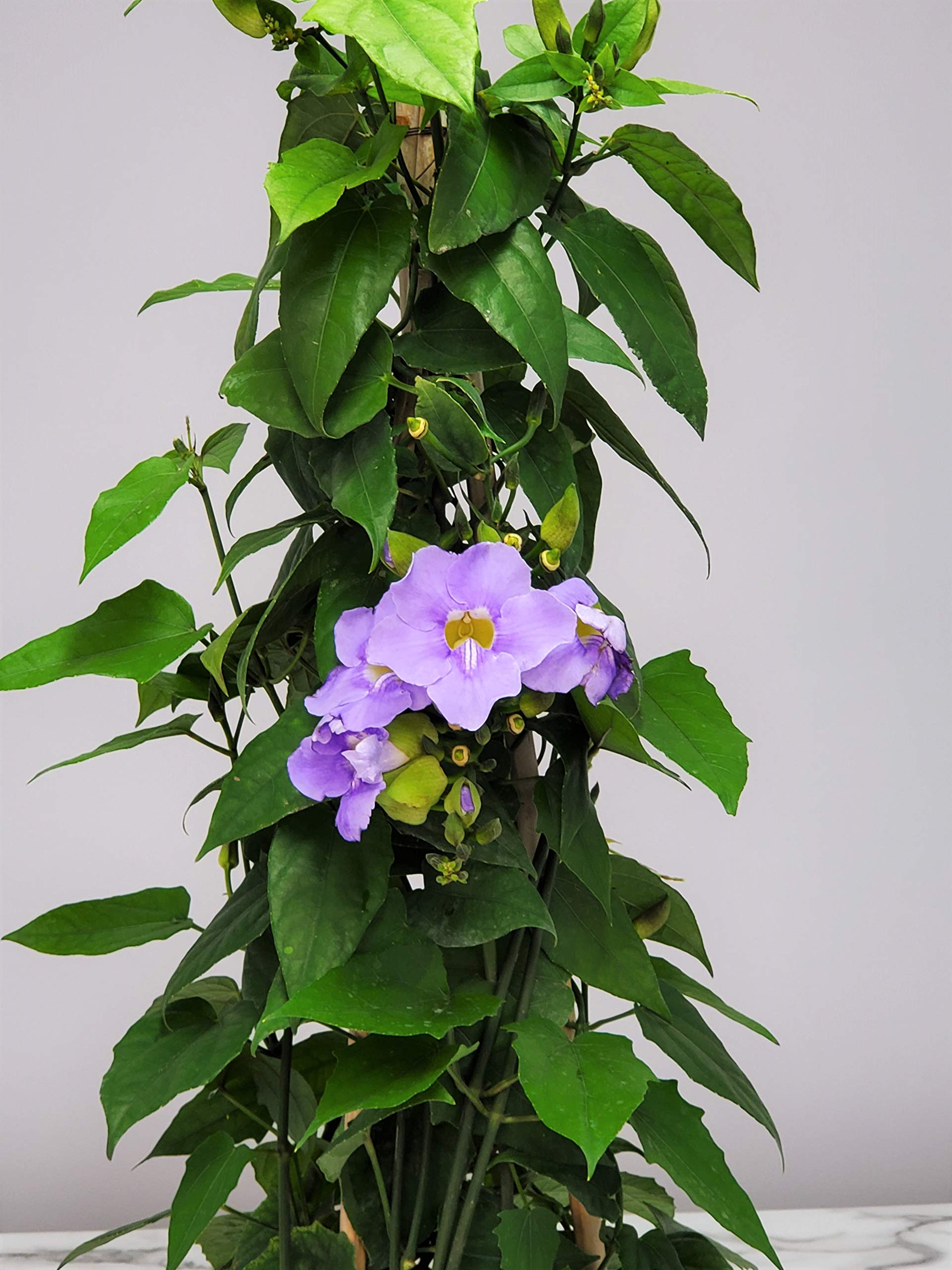 Live Sky Vine Plant Trellis - Thunbergia Purple Flowering Tropical Plant for Florida Gardens - 36