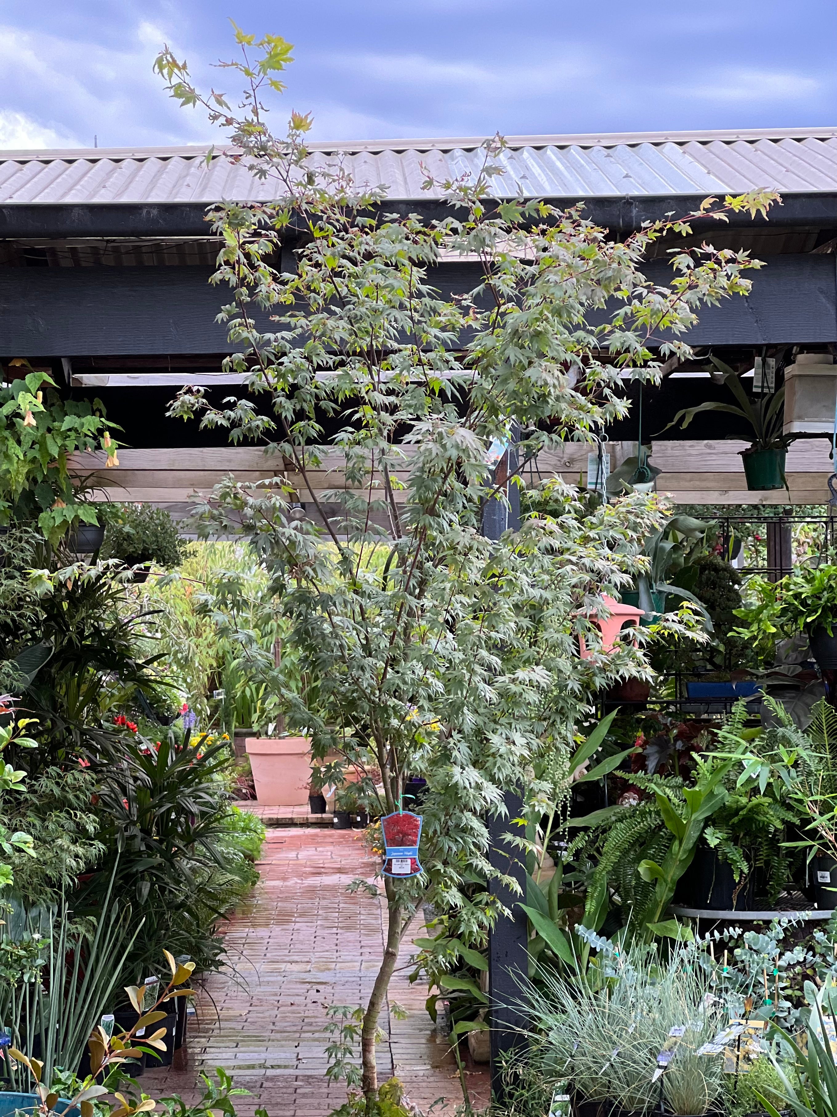 Japanese Maple Tree (Acer Palmatum) - Beautiful Ornamental Garden Plant for Landscaping, Patio Decor & Outdoor Gardening