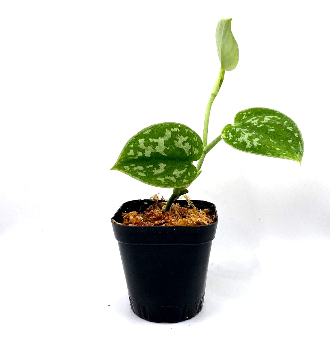Scindapsus Pictus 'Silvery Ann' Pothos - 2 Live House Plants in 2.5