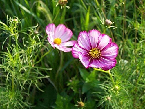 Cosmos 'Picotee' Flower Seeds - Magenta Pink & Rose Edged Blooms, Grows 3-5 Feet Tall (200 Seeds) for Garden Borders, Cut Flowers & Pollinator Gardens