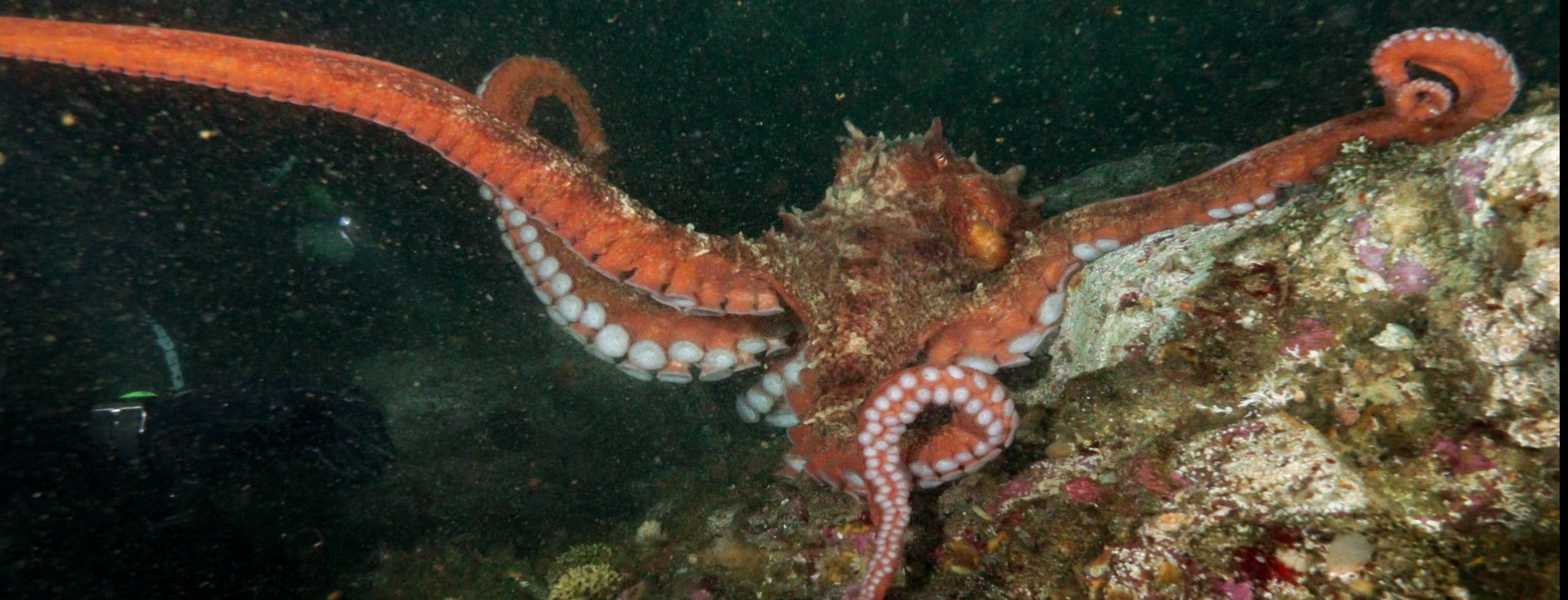 Tyee Cove Shore Dive - High-Quality Scuba Diving Gear for Shore Diving Enthusiasts | Perfect for Coastal Exploration & Underwater Adventures