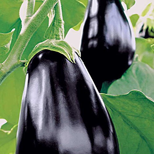 Organic Amadeo Eggplant Seeds - Pack of 30 | Non-GMO Vegetable Seeds for Home Gardening | Easy to Grow, High Yield | Perfect for Containers, Raised Beds & Backyard Gardens | Fresh Harvest for Cooking & Grilling