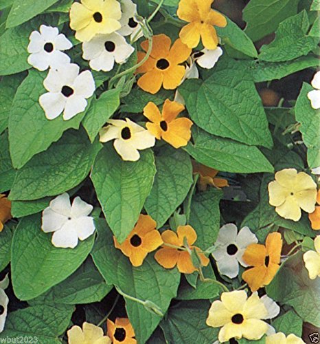 Black Eyed Susan Vine Seeds (Thunbergia) - Mix of Orange, Yellow & White Flowers - 30 Seeds Pack - Perfect for Garden Trellises, Fences & Container Gardening