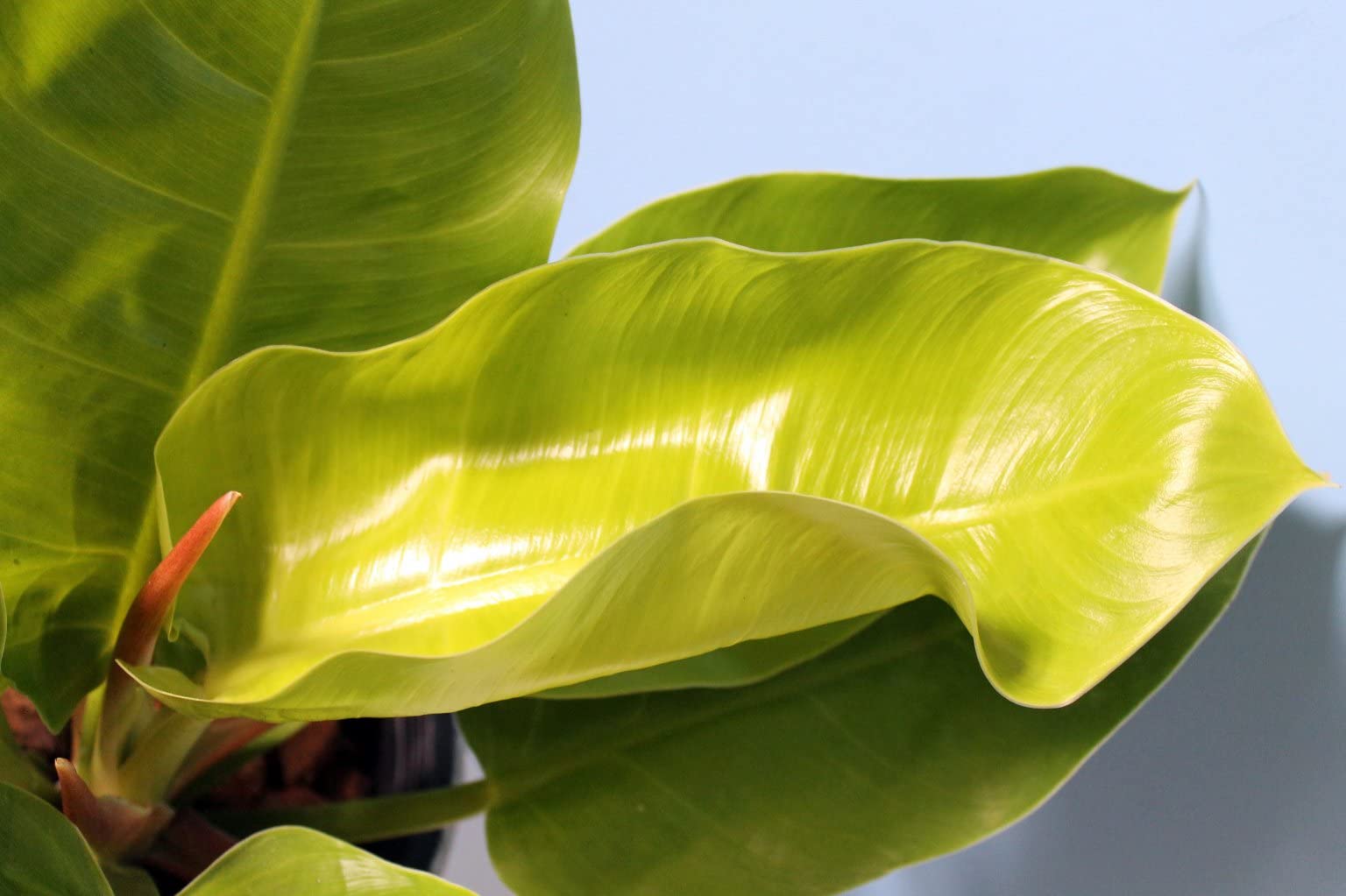 Philodendron Moonlight - 3 Live Plants in 4 Inch Pots - Rare Indoor Air Purifying Houseplant for Home, Office, and Gift Decor