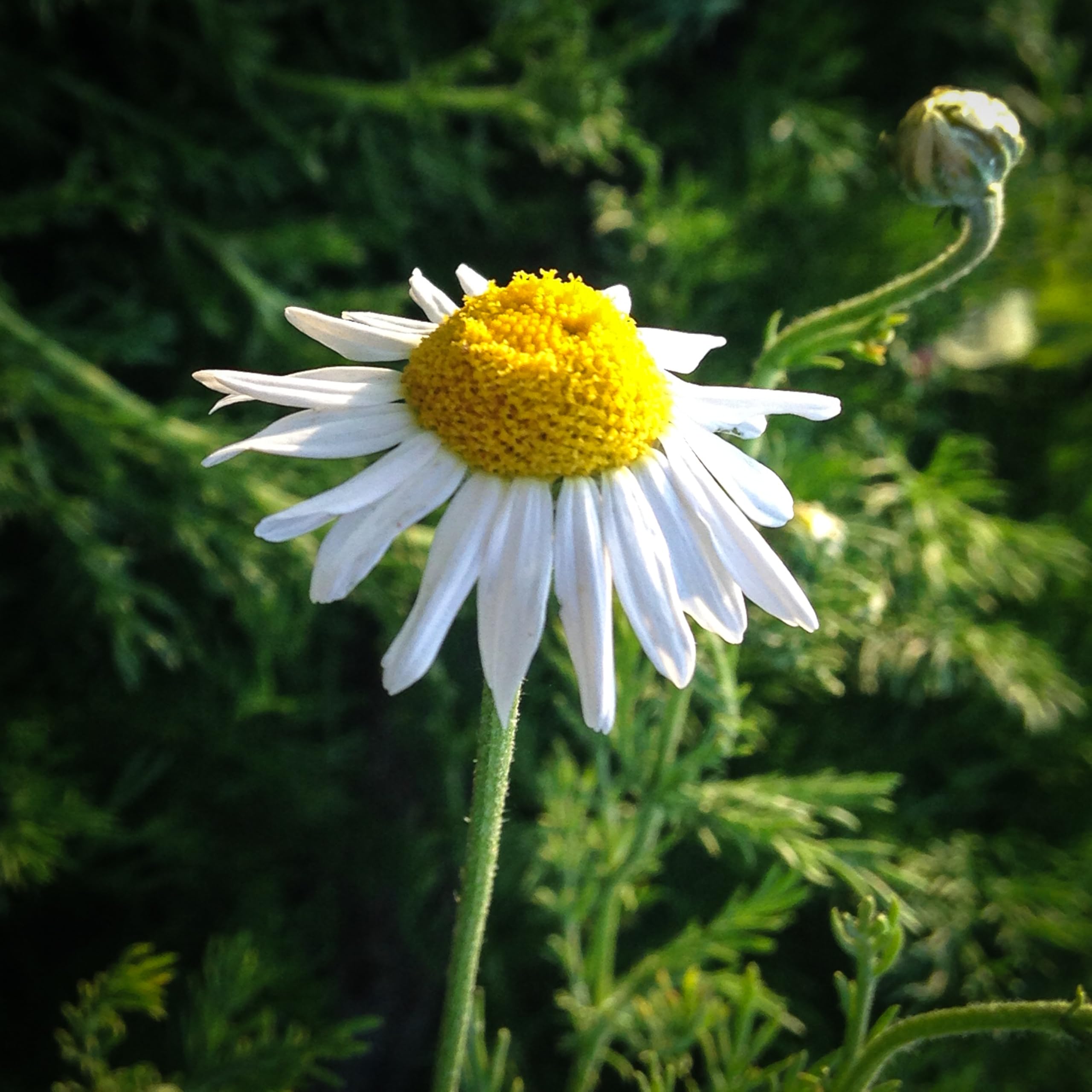 Organic Roman Chamomile Seeds - 1000 Heirloom Non-GMO Flower Seeds for Planting | Gardening Supplies for Herb Garden, Wildflower Meadow & Outdoor Planting | Perfect for Tea Making, Aromatherapy & Natural Remedies - Grown in USA