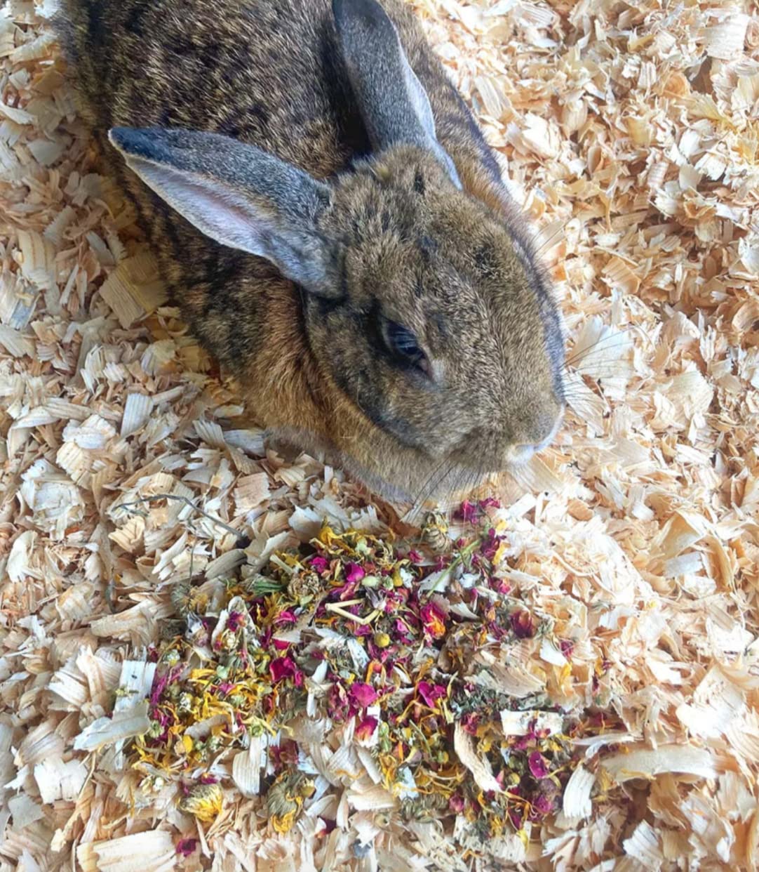 Premium Organic Herbal Forage Rabbit Treat & Hay Topper - 10oz | Natural Rabbit Food, Guinea Pig & Chinchilla Food, Hamster Treat | Healthy Small Pet Supplement for Digestion & Enrichment | Perfect for Cage Topping, Foraging Toys & Daily Feeding