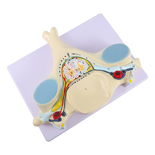 Scicalife Human Cervical Spine Anatomy Model - Detailed Vertebrae, Arteries & Spinal Nerves - Medical Teaching Tool for Science Classrooms, Chiropractic Education & Patient Demonstration - Perfect for Healthcare Professionals, Students & Physical Therapists