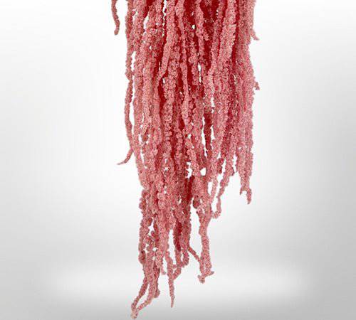 Dried Amaranthus Flowers for Home Decor | Natural Preserved Floral Arrangements | Perfect for Wedding, Party & DIY Crafts