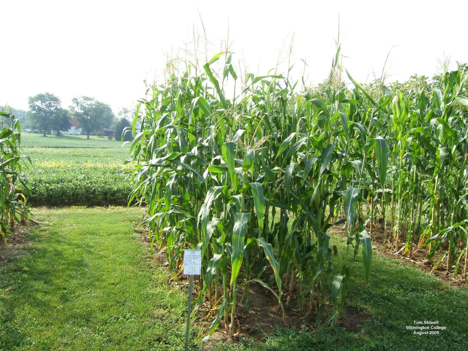 Reid's Yellow Dent Field Corn Seeds - Non-GMO, Open Pollinated, 100 Seeds for Planting - USA Grown - Perfect for Home Gardens, Farming & Sustainable Agriculture