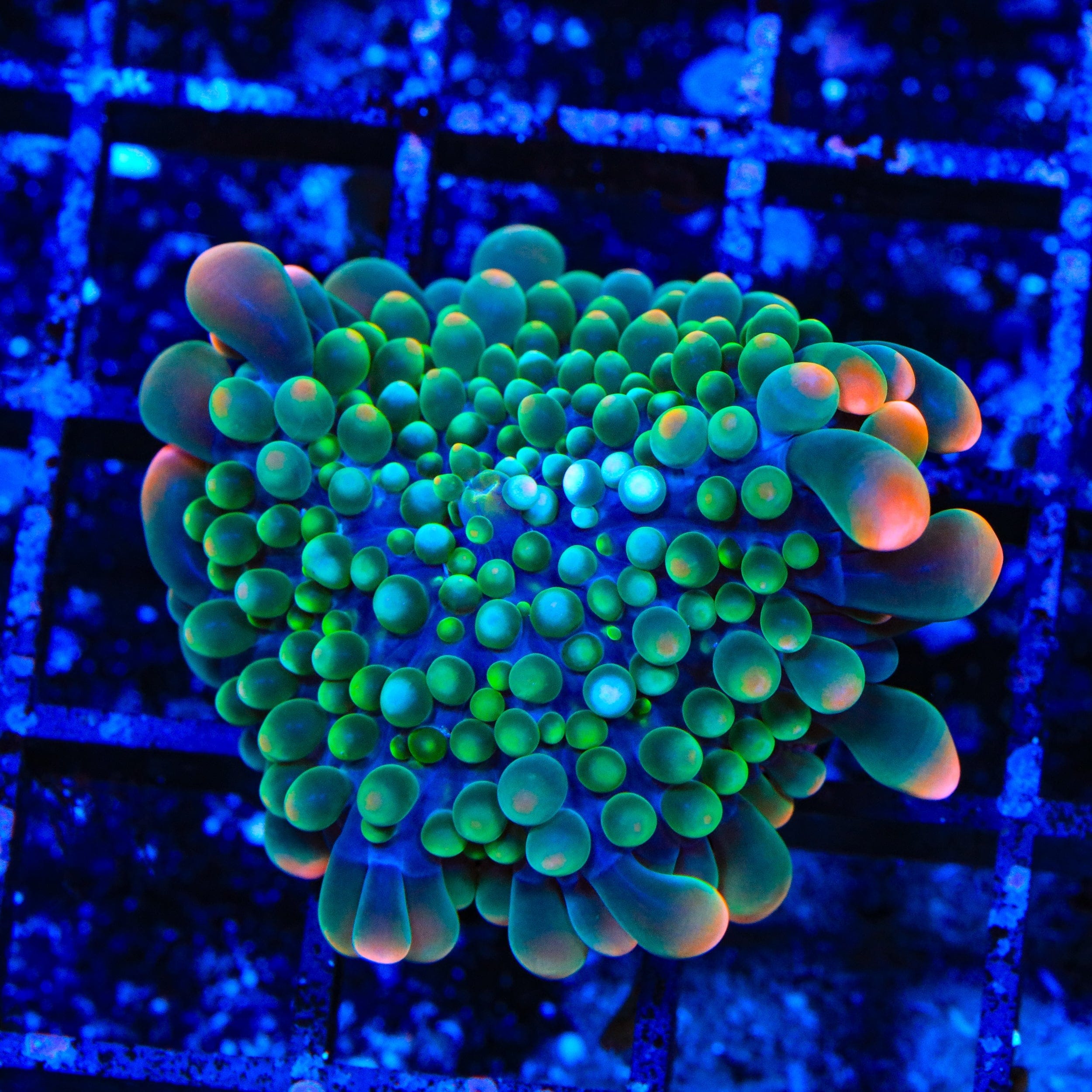 Clown Around Yuma Coral - Vibrant Saltwater Coral for Reef Aquariums | Perfect for Marine Tanks & Fish Tanks