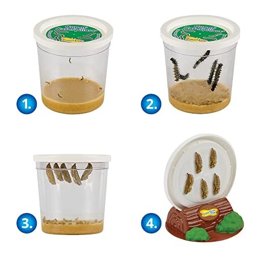 Insect Lore Bug Camp Bundle - Live Caterpillars Butterfly Kit, Ladybug Land with Live Larvae, Ant Mountain with Live Harvester Ants | STEM Educational Toys for Kids | Perfect for Classroom Science Projects & Backyard Exploration
