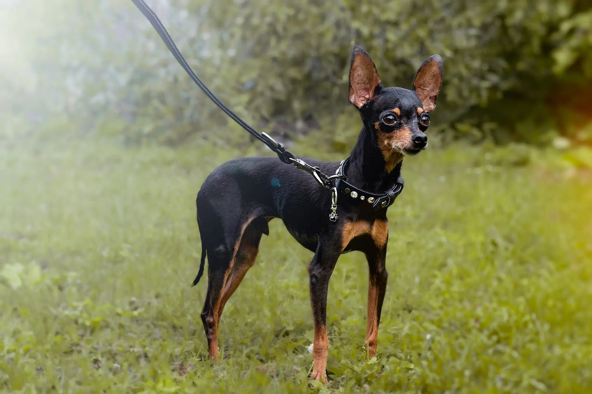 Piñatex® Vegan Leather Rhinestone Dog Collar | Black Jet | Cruelty-Free Fashion Accessory for Small & Medium Dogs | Perfect for Daily Walks & Stylish Outings