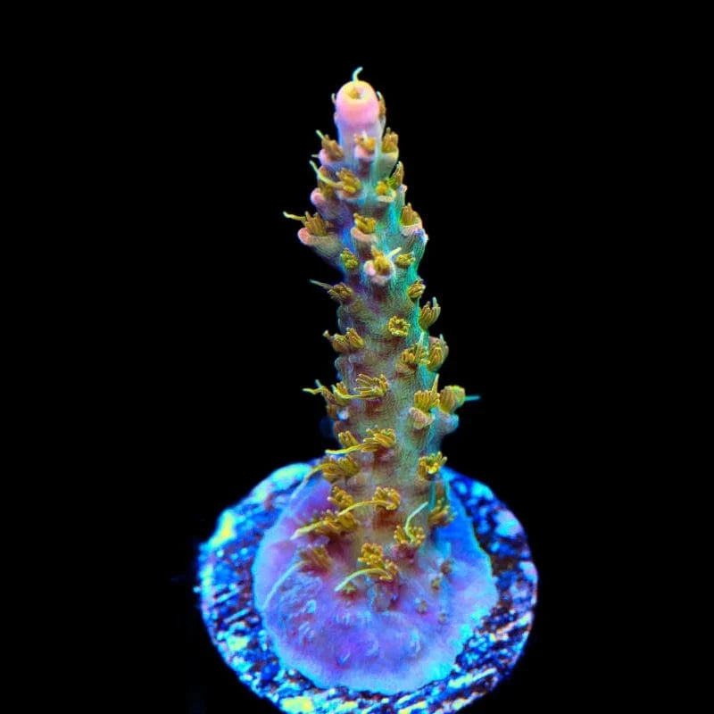 Premium CC Voodoo Majick Acropora Coral for Saltwater Aquariums - Vibrant Live Coral for Reef Tanks & Marine Aquascaping