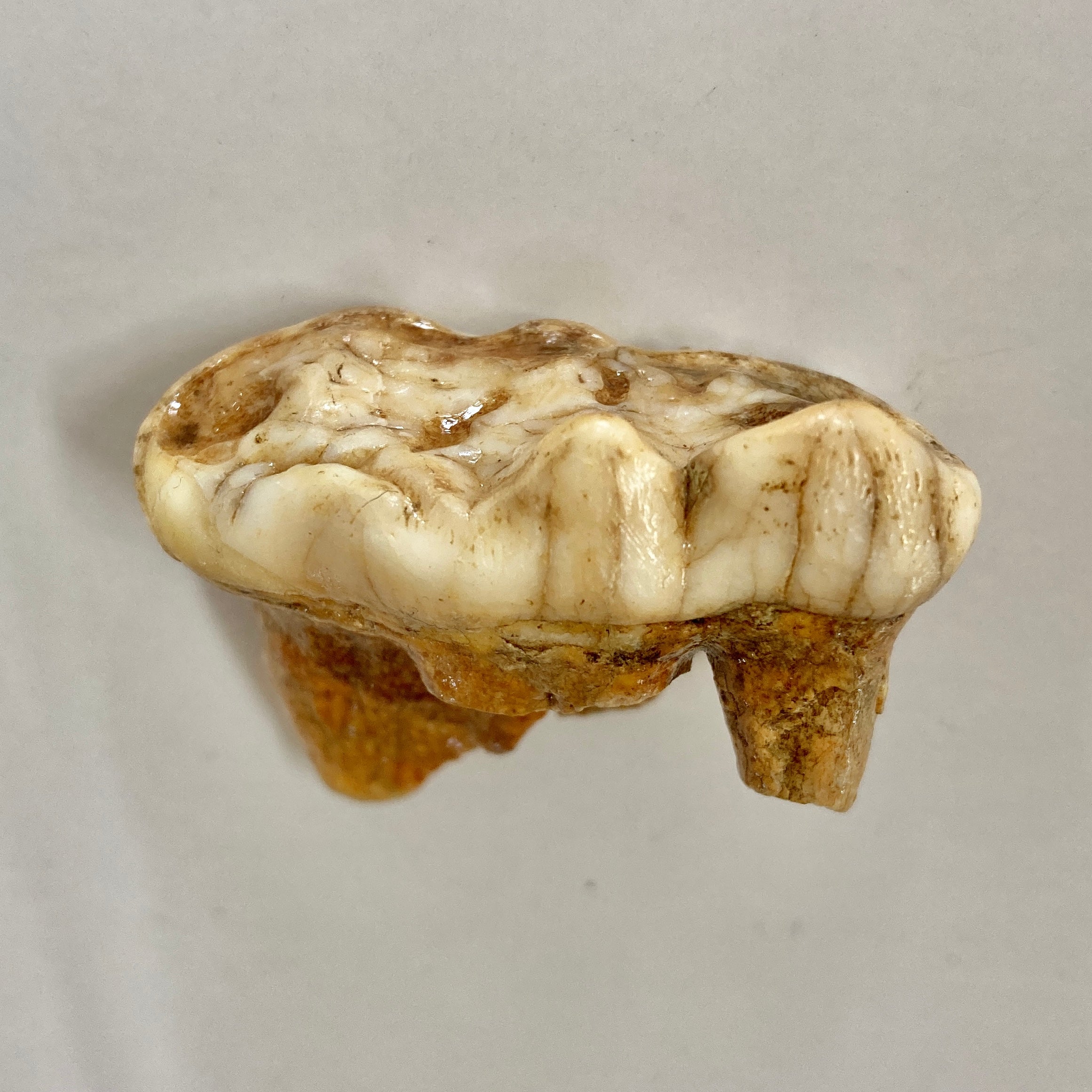 Authentic Cave Bear Molar Tooth Fossil - Genuine Ice Age Relic for Collectors & Paleontology Enthusiasts - Perfect for Display, Education & Historical Collections