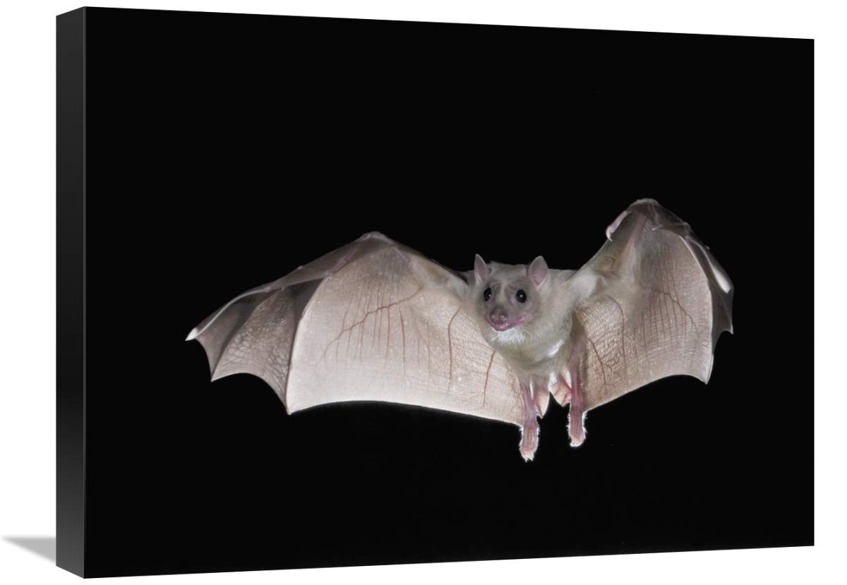 18 x 24 Inch Egyptian Fruit Bat Flying Art Print by Steve Gettle - Michigan Wildlife Wall Decor for Home, Office & Classroom