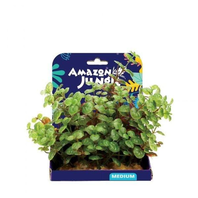 Amazon Jungle Ludwigia Aquatic Plant - 15cm Tall Live Aquarium Plant for Fish Tank Decoration | Perfect for Freshwater Aquascaping and Shrimp Tanks