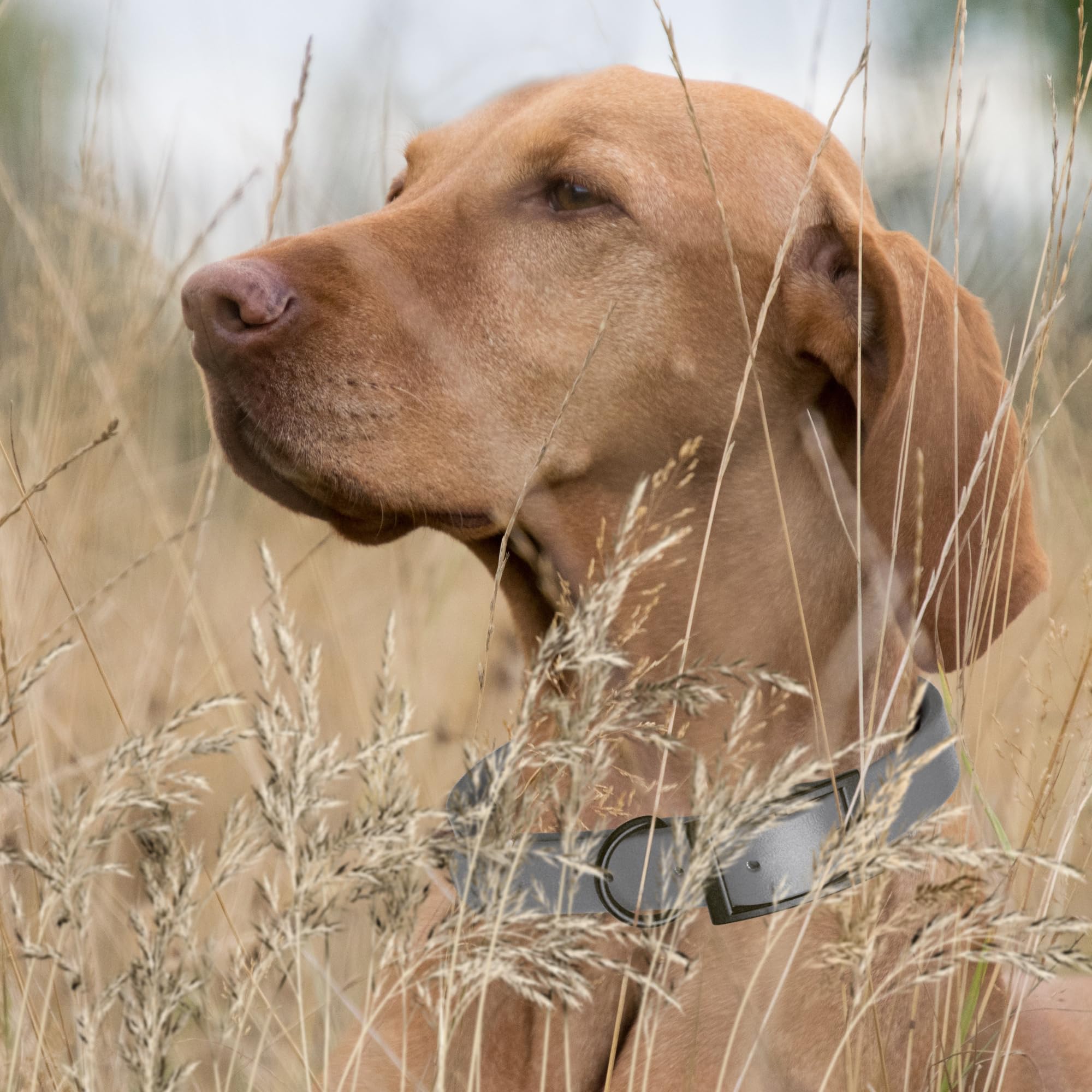 Waterproof Biothane Dog Collar - Odor-Proof, Easy to Clean with Black Hardware - Fits Small, Medium & Large Dogs (Battleship Gray) - Perfect for Outdoor Adventures, Hiking & Daily Walks