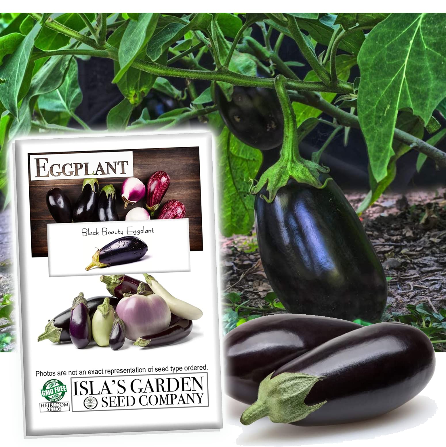 Organic Black Beauty Eggplant Seeds for Planting - 100+ Heirloom Non-GMO Solanum Melongena Seeds by Isla's Garden | Perfect for Home Gardening, Vegetable Patches & Sustainable Farming | Great Gift for Gardeners