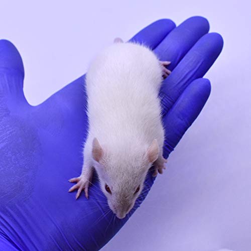 50 Rat Pups & 50 Rat Weanlings - Frozen Feeder Mice Combo Pack (2.5-4.5 inch) for Snakes - Perfect Food for Juvenile Ball Pythons & Monitor Lizards - 2500g Minimum - Ideal for Reptile Owners & Breeders