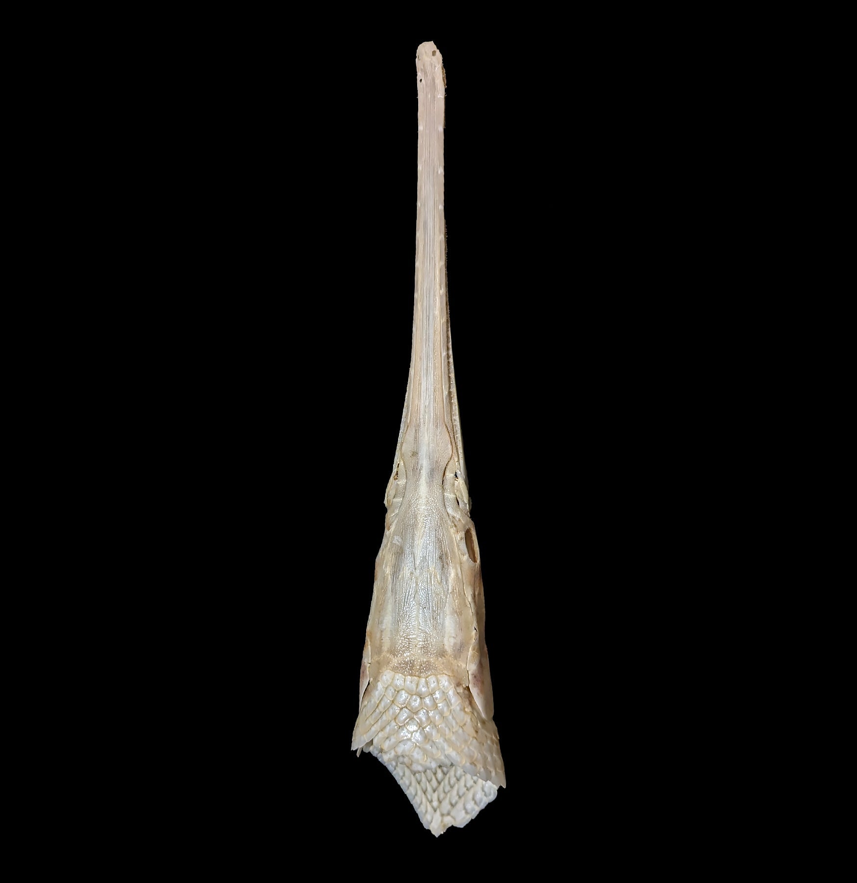 Longnose Gar Skull - Authentic Fish Skull Specimen for Collectors, Taxidermy & Science Education | Perfect for Home Decor, Classroom Display & Unique Gifts
