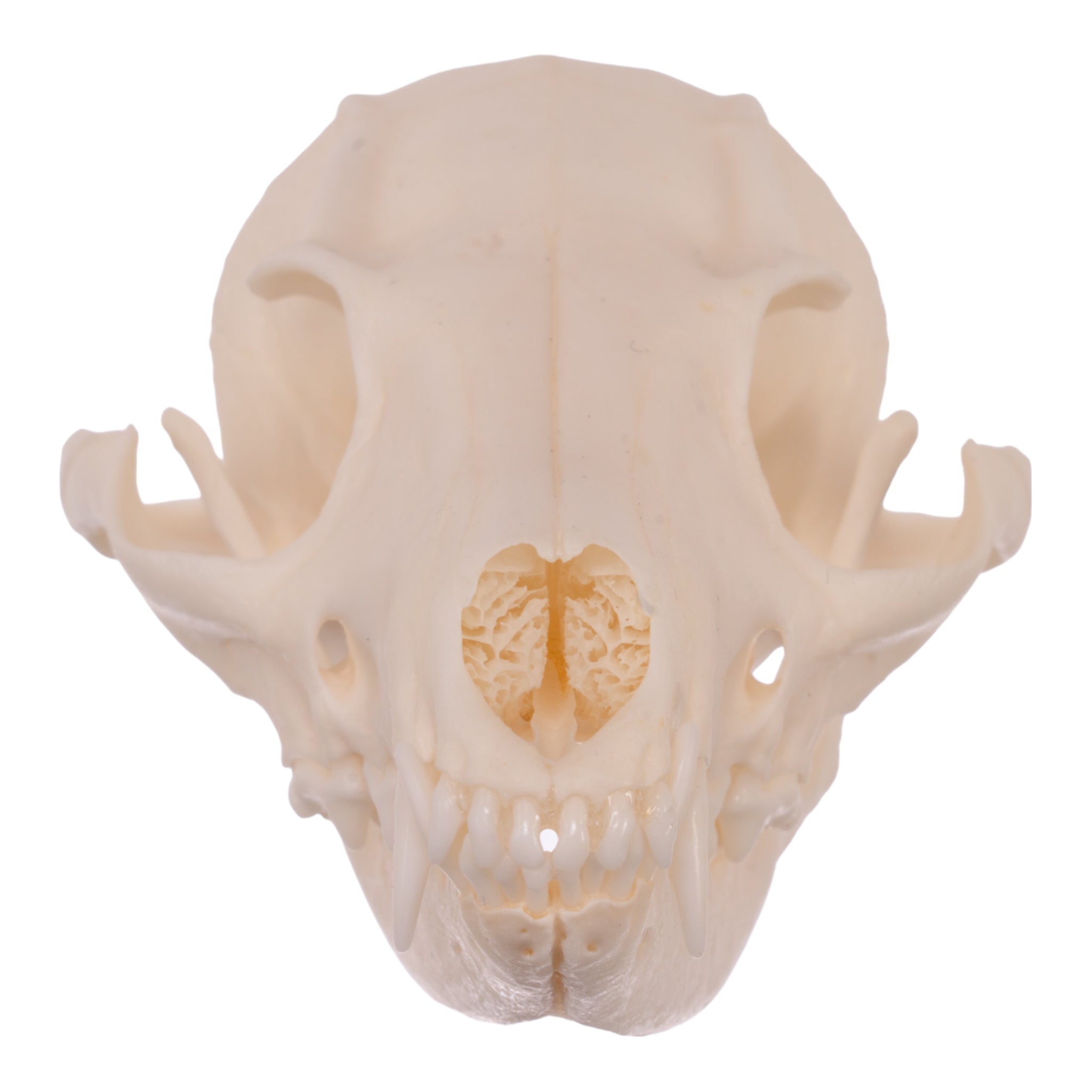 Authentic Gray Fox Skull - Taxidermy Specimen for Collectors, Science Education & Home Decor - Perfect for Gothic Decor, Biology Studies & Oddity Collections