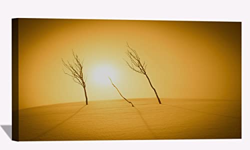 Plants Sunlight Desert