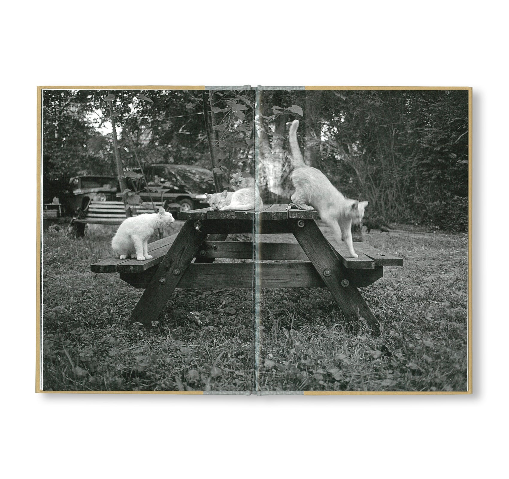 ONE PICTURE BOOK TWO #16: CATS by Mark Steinmetz - Fine Art Photography Book for Cat Lovers, Perfect for Home Decor & Gift Giving
