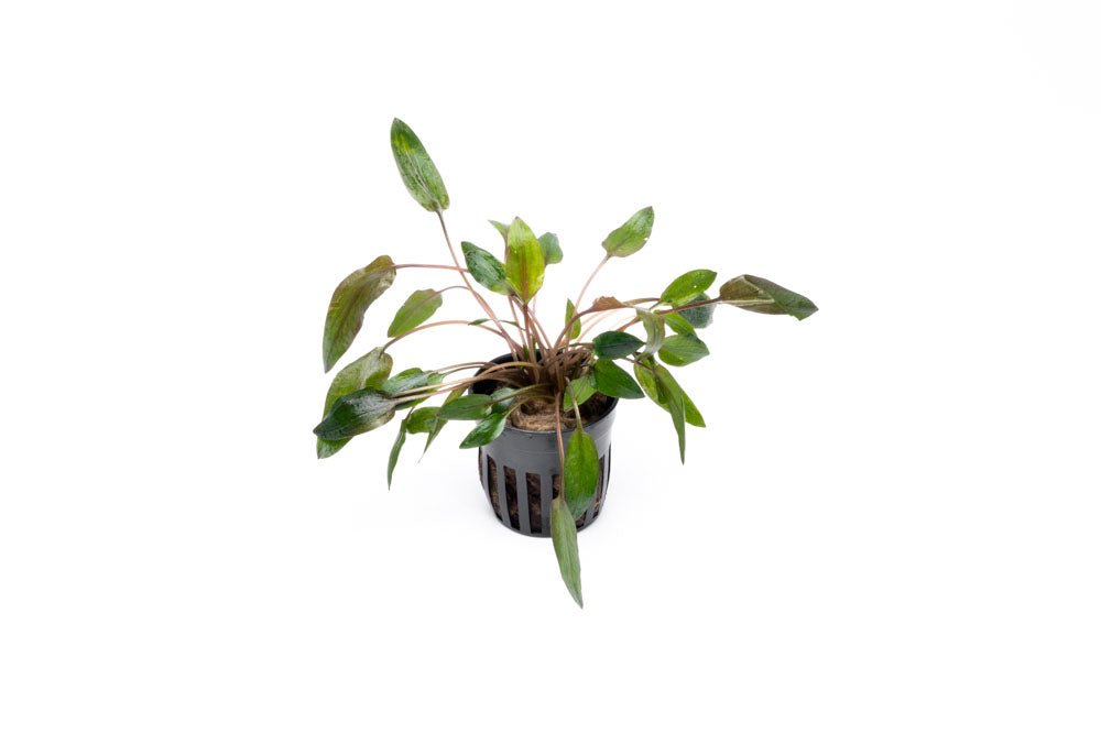 Cryptocoryne Florida Sunset Live Aquarium Plant - Easy Care Aquatic Plant for Freshwater Fish Tanks | Perfect for Aquascaping, Shrimp Tanks & Community Aquariums