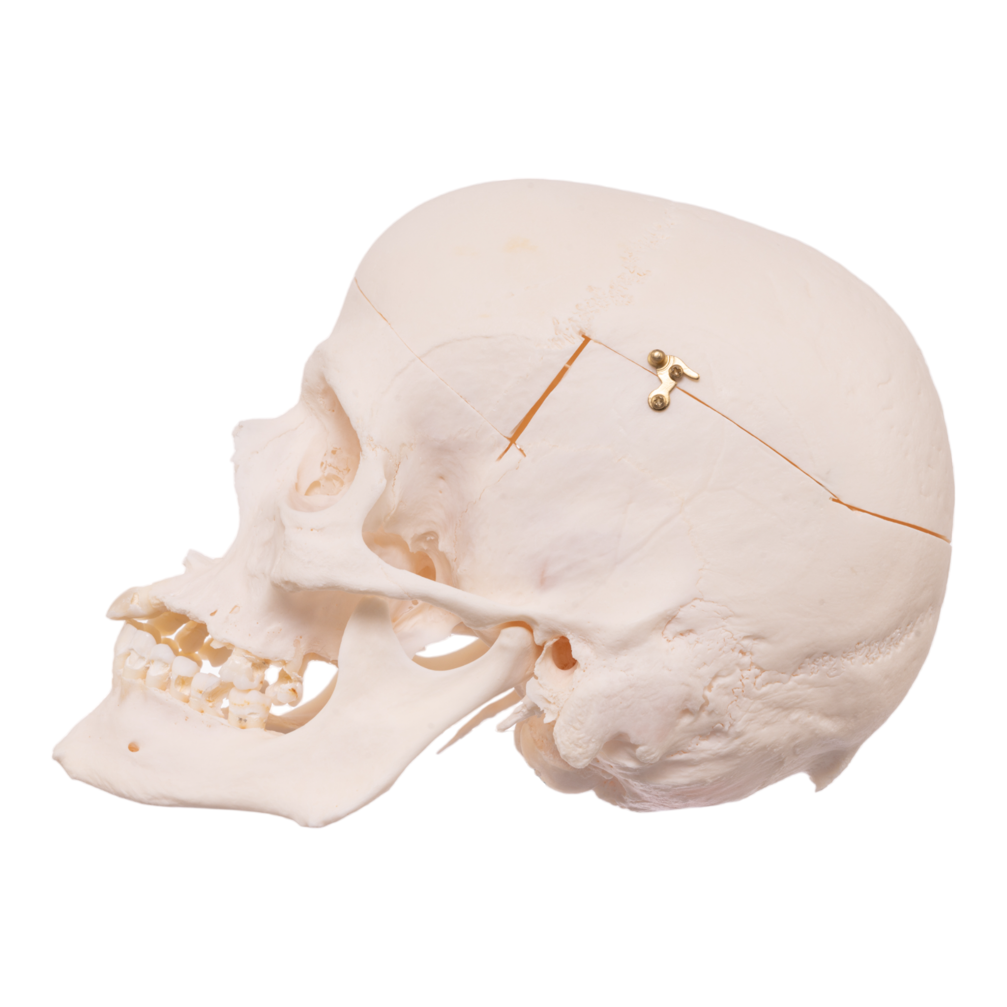 Premium Anatomical Human Skull Model - Accurate Medical & Educational Tool for Students, Doctors & Researchers | Perfect for Anatomy Study, Classroom Teaching & Medical Training