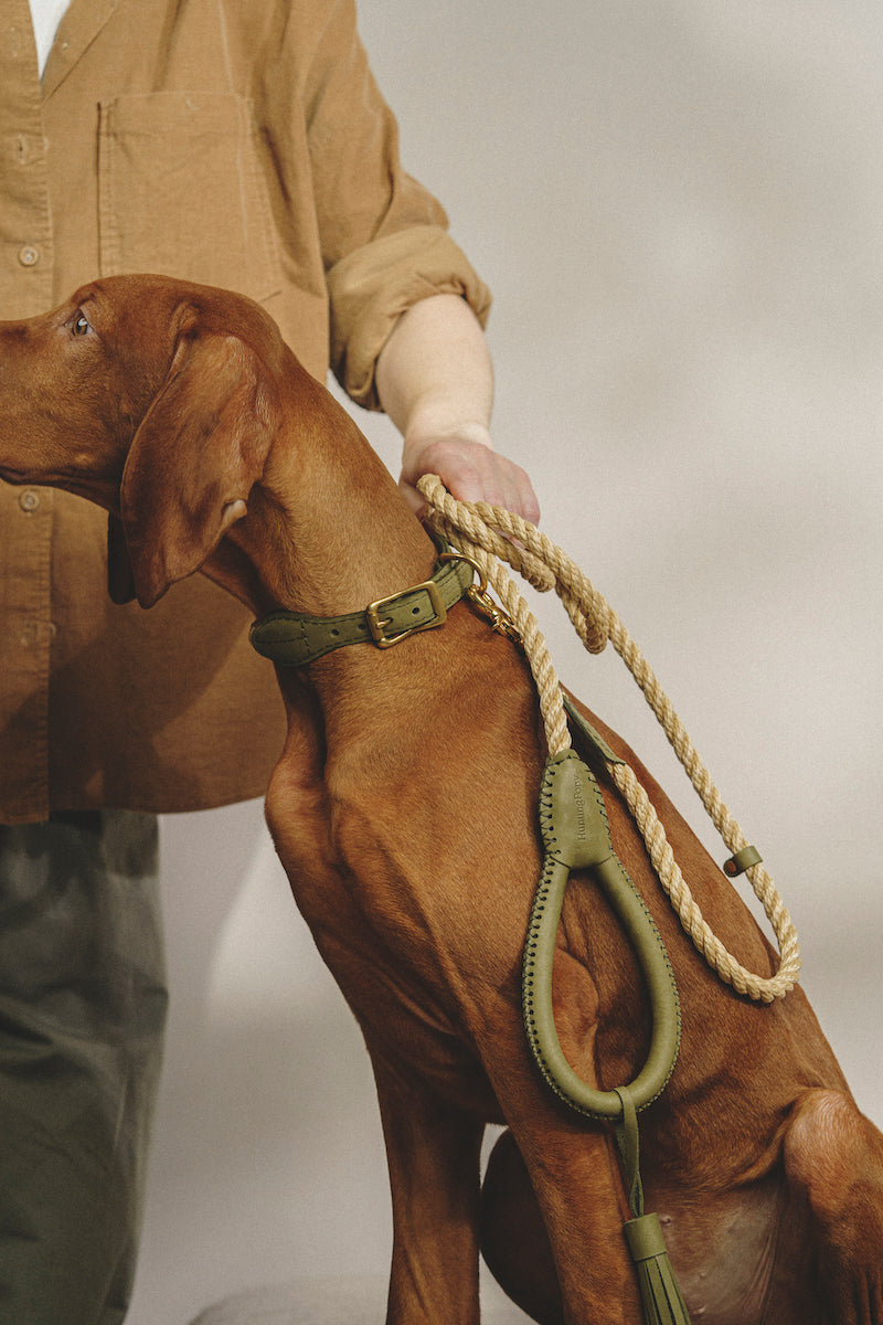Premium Dog Walking Kit - Durable Country Leash & Collar Set in Green for Outdoor Adventures, Hiking, and Daily Walks