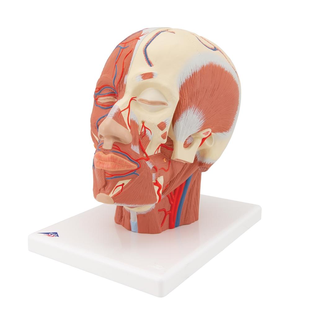 Human Head Musculature Anatomy Model with Blood Vessels - Perfect for Medical Students, Anatomy Study & Classroom Demonstrations