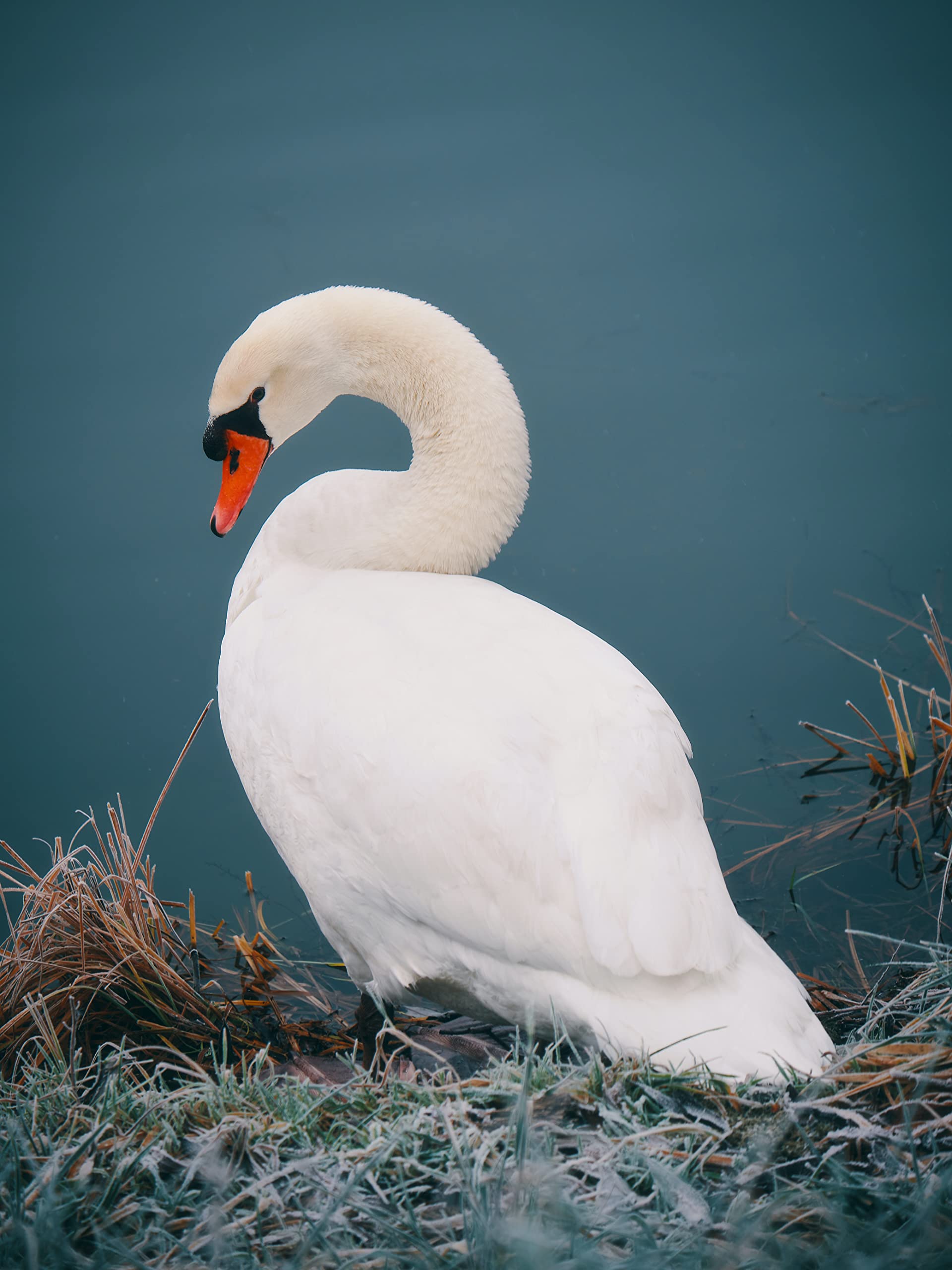 1000 Piece Swan Jigsaw Puzzle for Adults - Elegant Home Decor for Bedroom, Living Room & Office - Perfect Birthday Gift for Men, Women, Mom, Dad - Fun Puzzle Game Toy Gift for Kids & Teens - Relaxing Activity for Family Bonding & Stress Relief