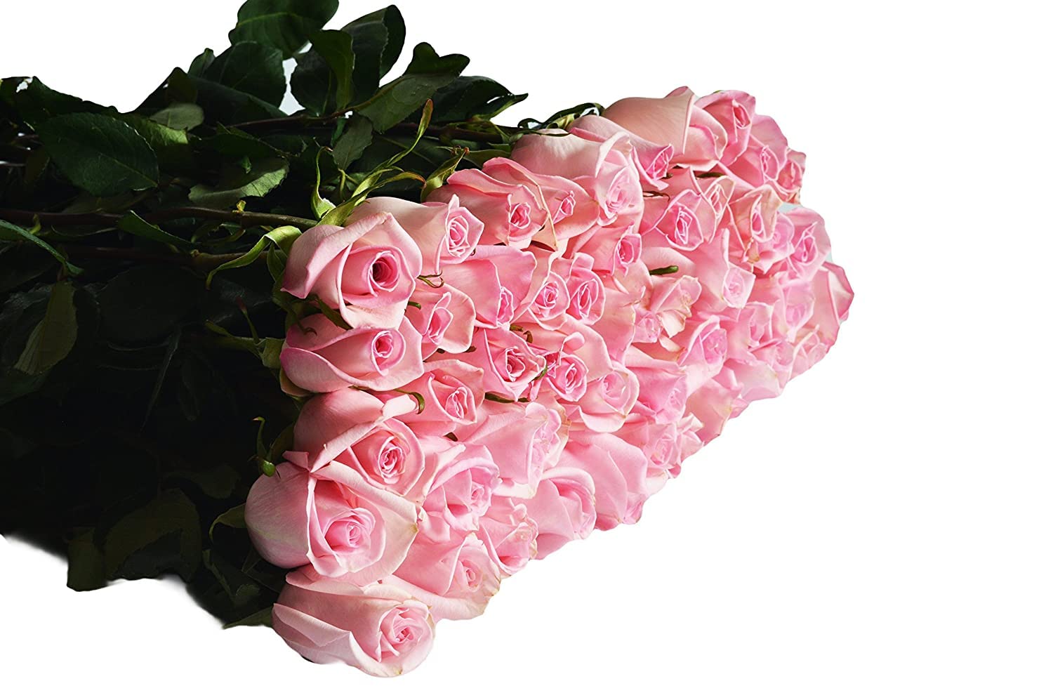 Premium 100 Pink Roses - Fresh Farm Direct Wholesale Flowers for Mother's Day, Birthday, Valentine's & Easter - Perfect for Weddings, Anniversaries & Home Decor