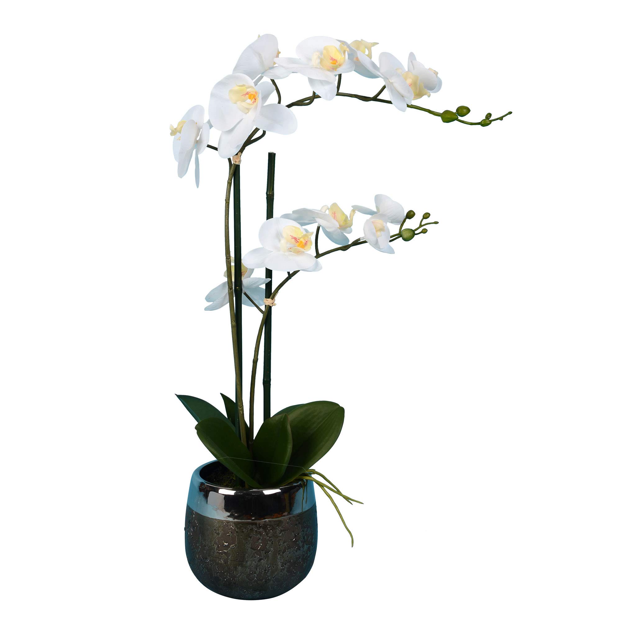 Vickerman 23