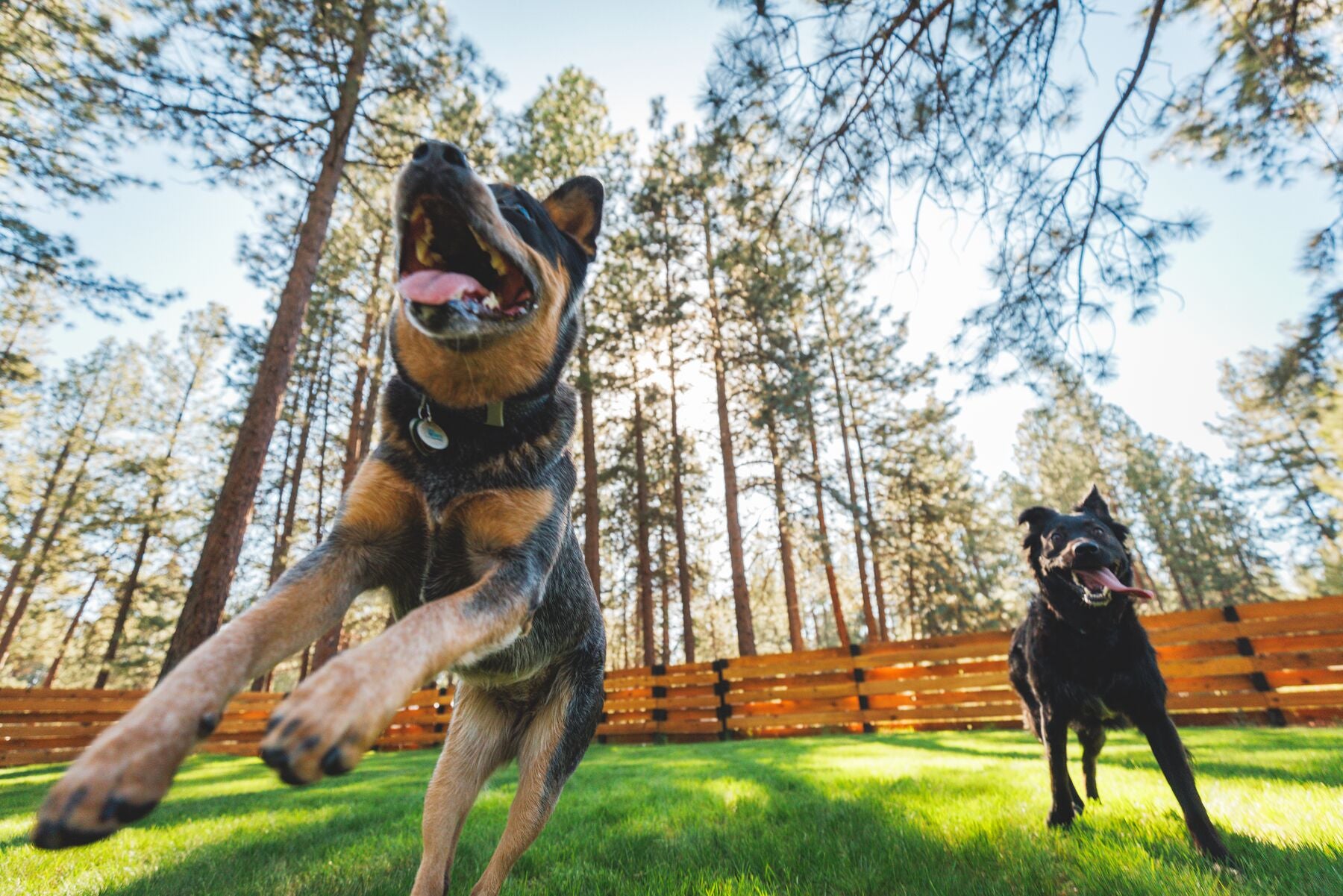 Ruffwear® Toadstool™ Dog Toy - Interactive Treat Dispenser & Fetch Toy in Moss Green - Perfect for Outdoor Play & Training