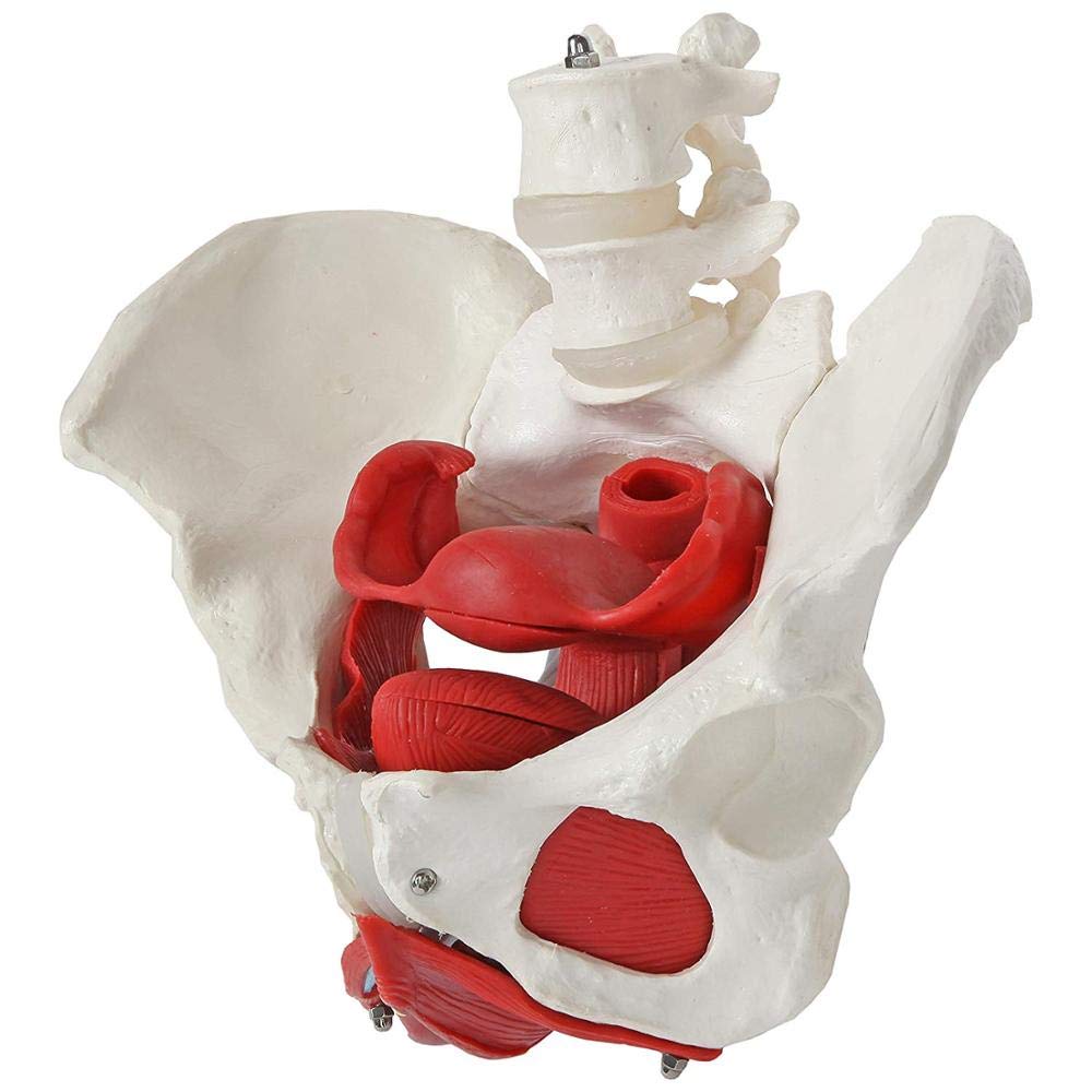 Female Pelvic Floor Muscle Model with Removable Uterus & Ovaries - Anatomical Teaching Tool for Medical Education, Physical Therapy Training, and Women's Health Studies