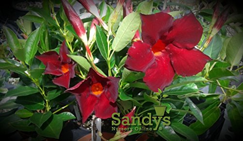 Mandevilla Tropical Plant - Crimson Red Flower in 3 Inch Pot for Garden, Patio & Indoor Decor | Easy-Care Blooming Vine for Trellis, Balcony & Landscaping