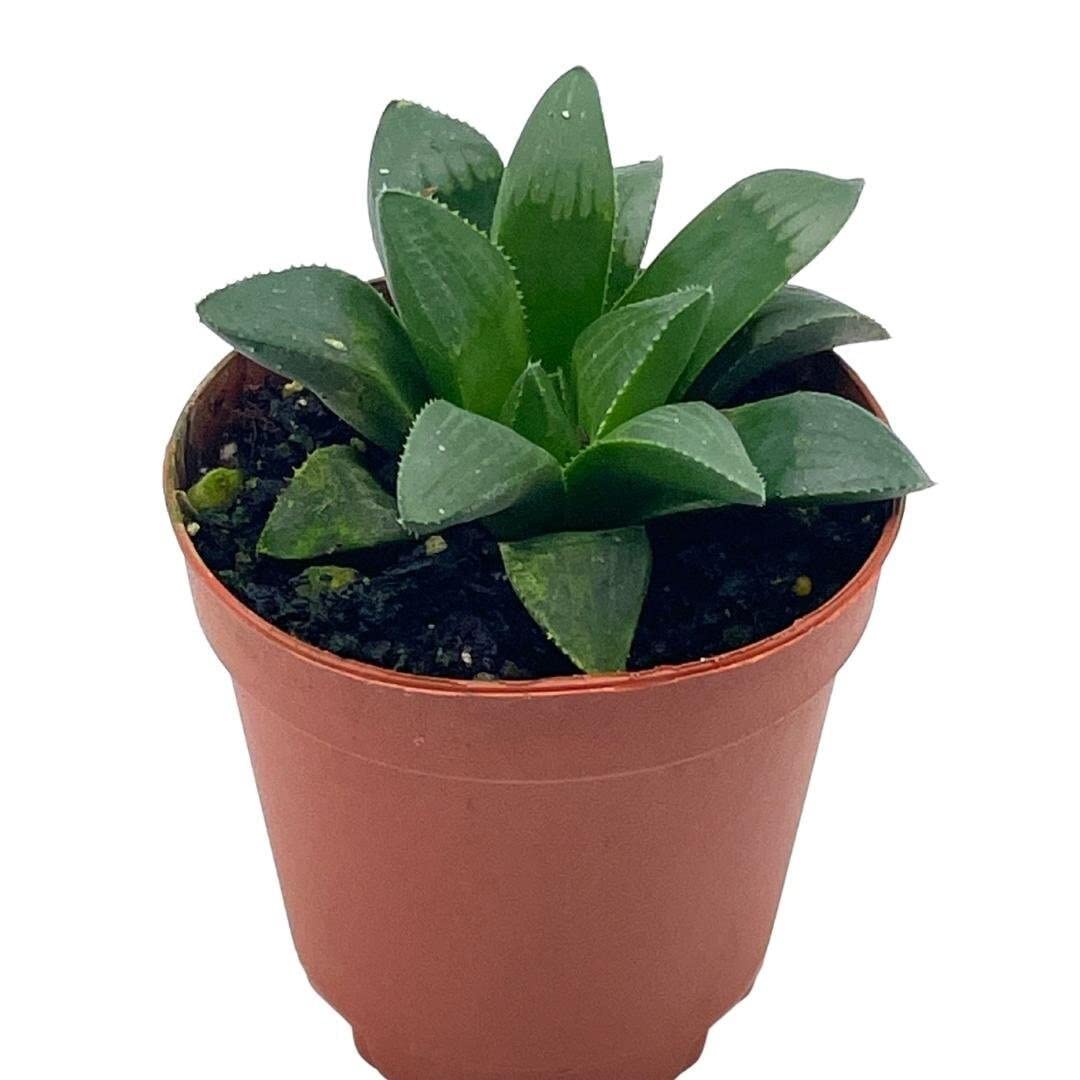 BubbleBlooms African Emeralds - Rare Haworthia Retusa Succulent Plant in 2 Inch Pot | Perfect for Home Decor, Office Desk & Gift for Plant Lovers