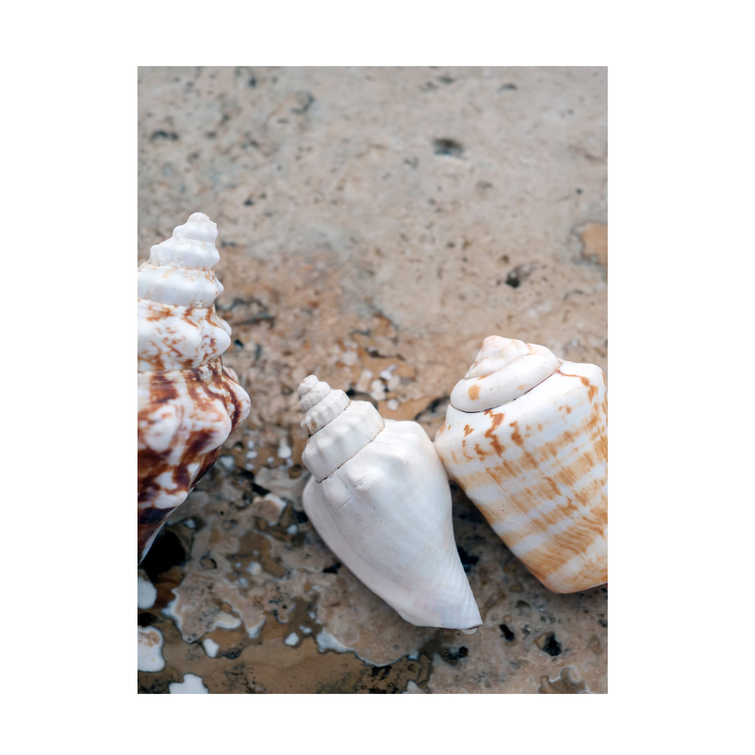 Elena Ray 'Gifts Of The Shore IV' Canvas Wall Art Print - Coastal Beach Decor for Living Room, Bedroom & Office - Trademark Fine Art Collection