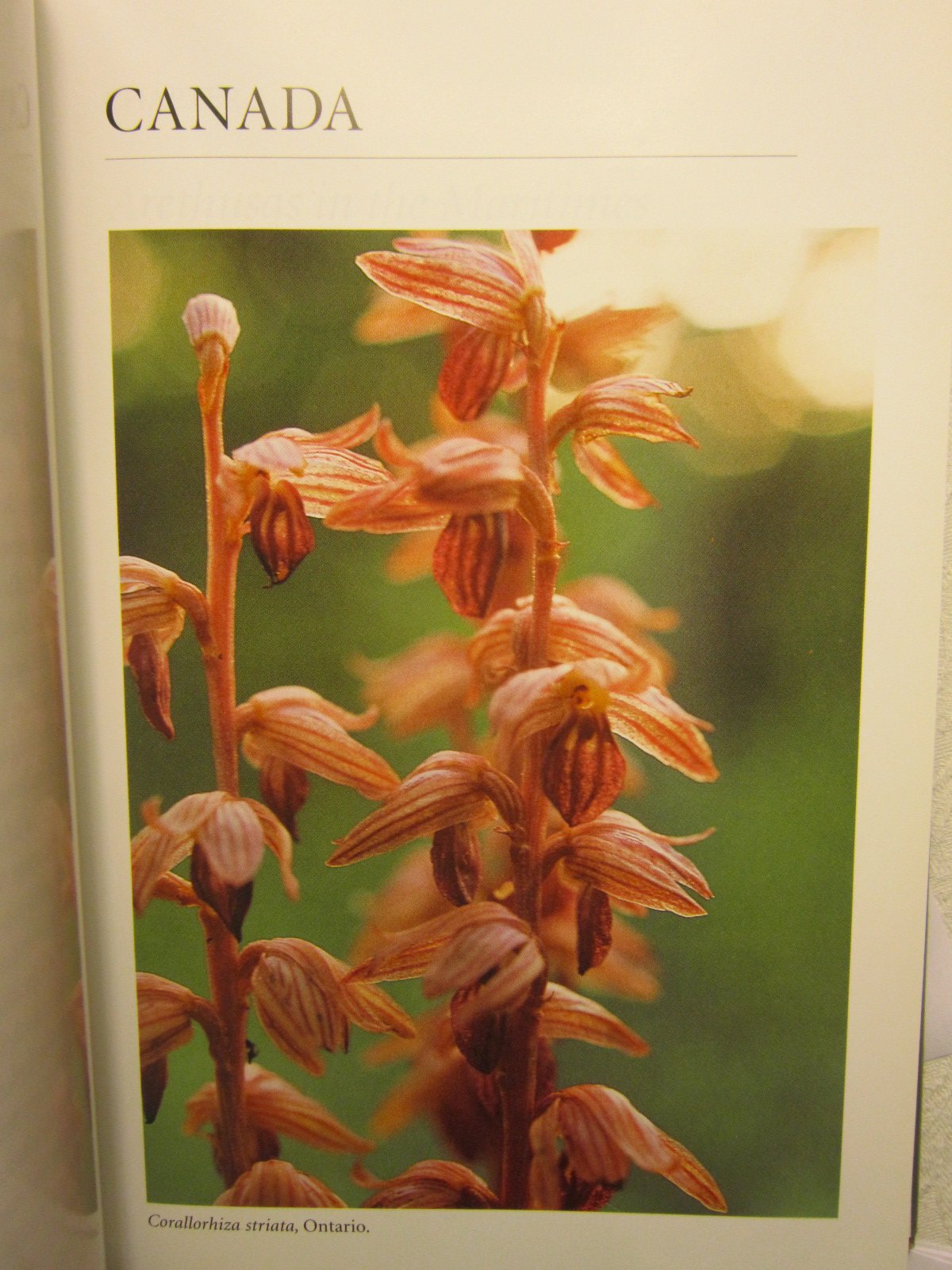 Wild Orchids Across North America: A Botanical Travel Guide - Explore Rare Orchid Species & Best Viewing Locations for Nature Lovers & Hikers